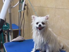 -佳雯宠物医院·皮肤科·内外科(春晓路分院)