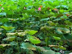 -莲池书院博物馆