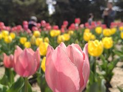 -北陵公园