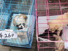 -青石桥花鸟鱼虫市场(叠翠城店)