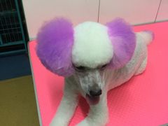 -喵宠乐园·撸猫互动·猫舍