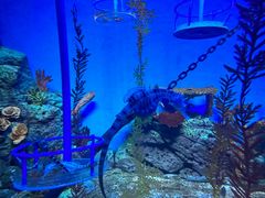 -上海海洋水族馆