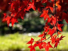 -田野绿世界