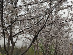 -长田漾湿地公园