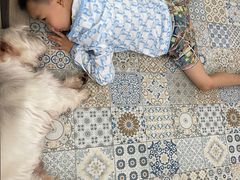 -Dog in Town Ekkamai