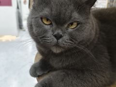 -喵园·猫主题咖啡厅·撸猫·猫咖(国贸店)