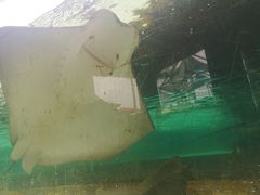 -新加坡水上探险乐园
