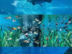 -上海海洋水族馆