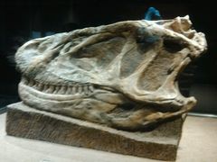 android_upload_pic-自贡恐龙博物馆