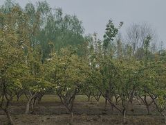 -长田漾湿地公园