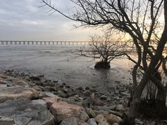 -宝安西湾红树林湿地公园