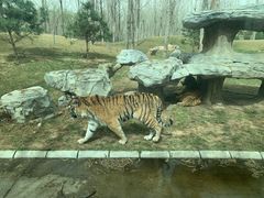 -北京野生动物园