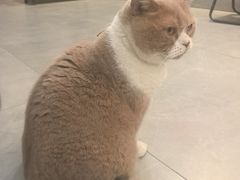 -伟伟宠物医院·CT影像中心·瑞派犬猫综合性门诊(汉口总院)