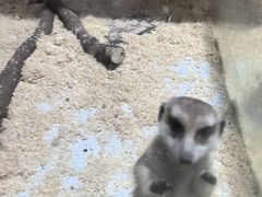 -上海大自然野生昆虫馆(东方明珠·爬宠昆虫探索中心)