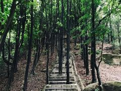 -阳台山森林公园