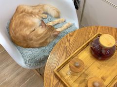 -李小姐の猫咖啡馆(五角场店)