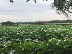 -荷塘月色湿地公园·向阳花洲