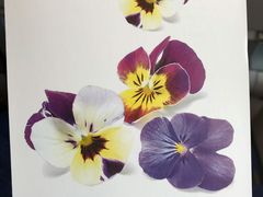 -德国汉莎航空公司