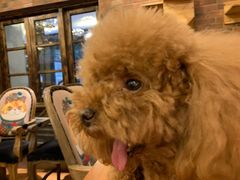 -more than meow吴止猫主题餐厅(承德 中船汇店)