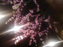 大堂-猪啊牛呀羊啊铜盘烤肉(正大广场店)