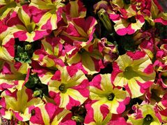 -上海交通大学(闵行校区)