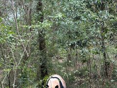 -成都大熊猫繁育研究基地