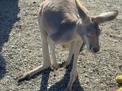 -可伦宾野生动物保护区