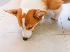 -汪说·狗咖(旺城大厦店)