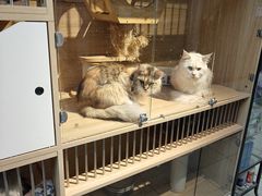 -宝鸡东道花鸟鱼虫市场(吉利花园商场店)