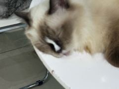 -怪兽屋·羊驼·猫咖·狗咖(俊华广场店)