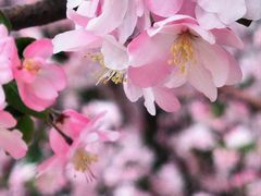 -海棠花溪(元大都城垣遗址公园)