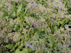 -中国天府农业博览园