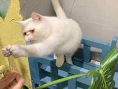 -吉丁鸟咖·异宠·寄养