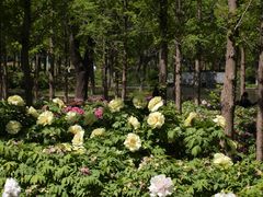 -石家庄市植物园