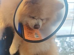 -宠颐生斯嘉宠物医院·急重症·心内科(谷阳北路分院)