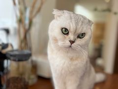 -有猫主题·治愈系猫咖(曾厝垵店)
