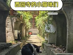 -西园戒幢律寺