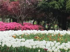 -上海鲜花港