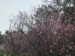 -铁山坪森林公园