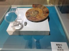 -青岛贝壳博物馆