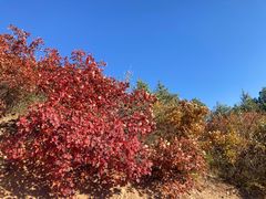 -北京西山国家森林公园