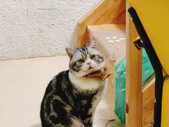 -猫在这儿猫咪咖啡馆·撸猫馆