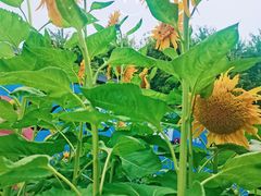 -郑州植物园