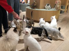 -CAT’S MEWSTAR CAFE·喵星球猫屋(晴湾咖啡店)