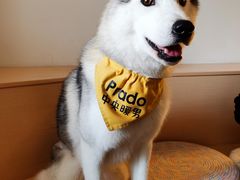 -Husky Go! 哈士奇体验馆·宠物咖啡厅狗咖