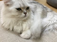 -猫和宫(六道口店)