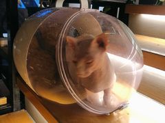 -暹罗酒肆泰餐厅酒吧