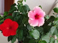 -荷兰布尔玛国际花艺学院