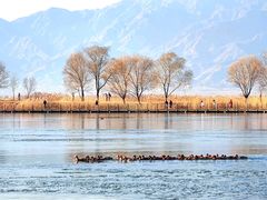 -野鸭湖国家湿地公园