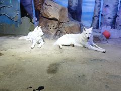 -芜湖新华联大白鲸海洋公园